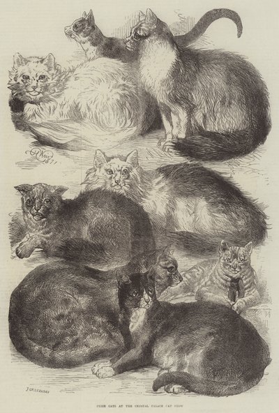 Gatti premiati alla mostra felina del Crystal Palace da Harrison William Weir